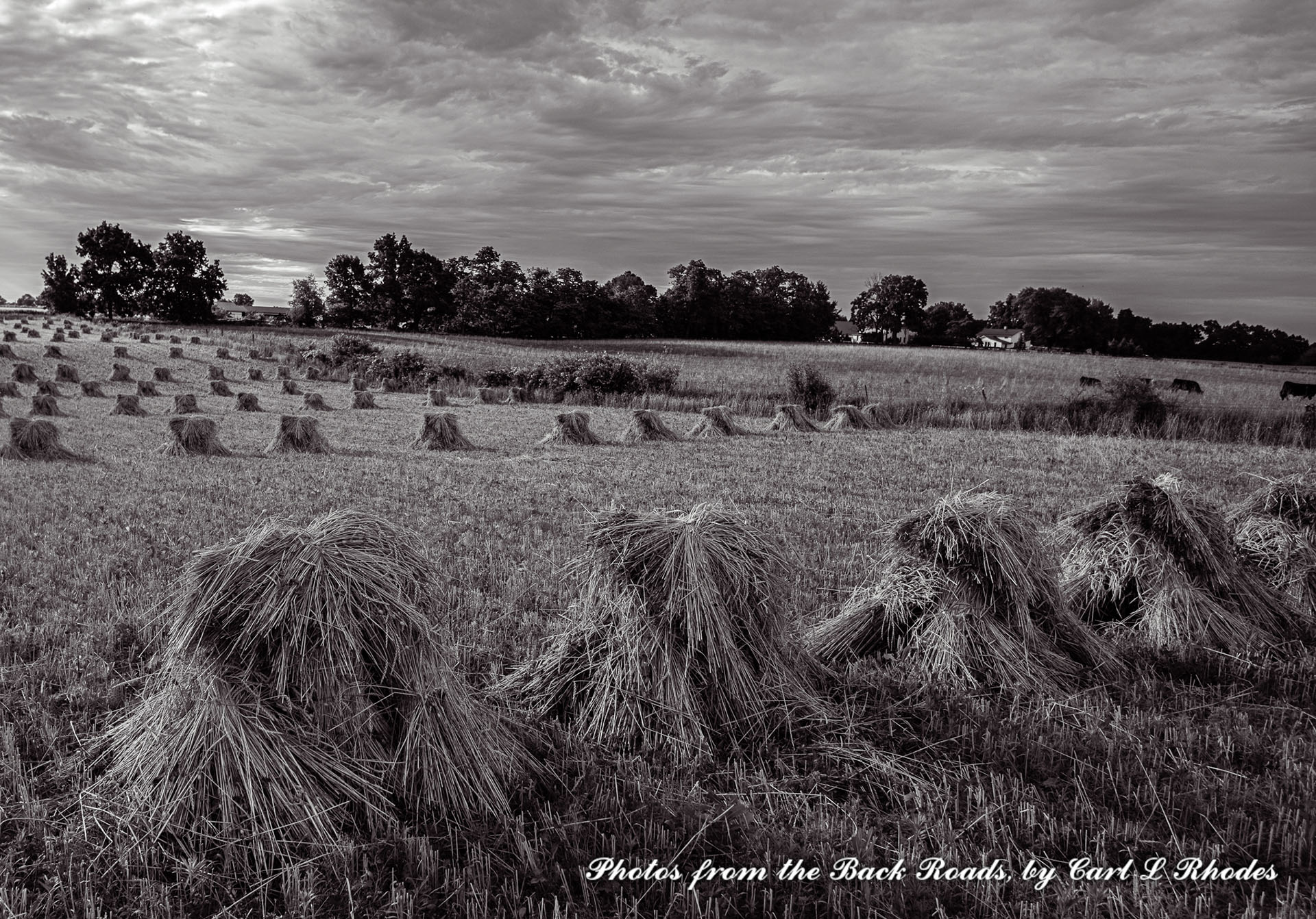 A Field of Spelt Shocks near Shipshewana, IN