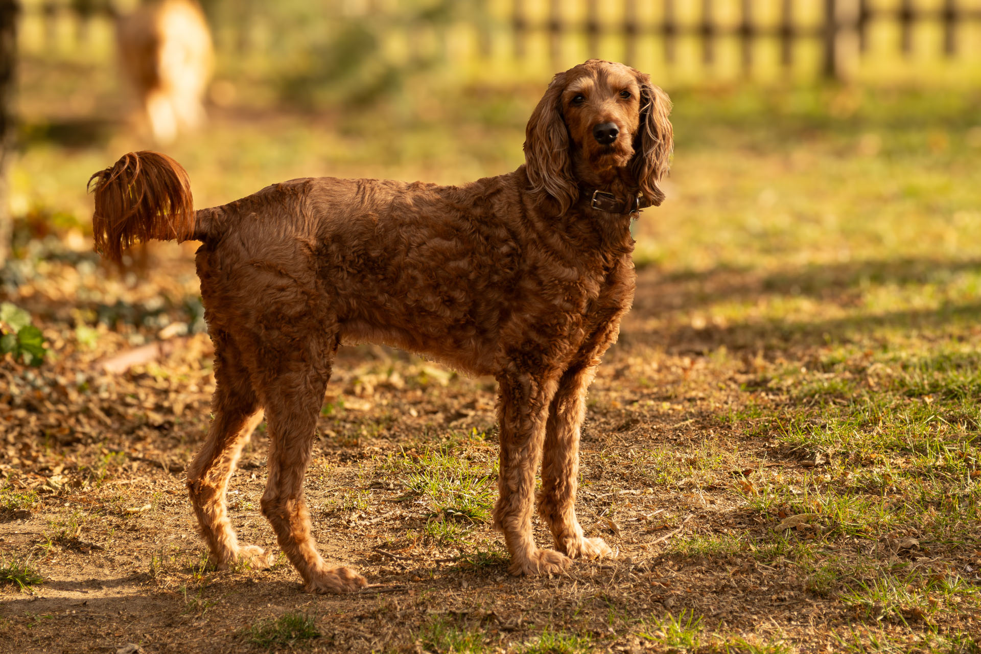 My Goldendoodle, Connor