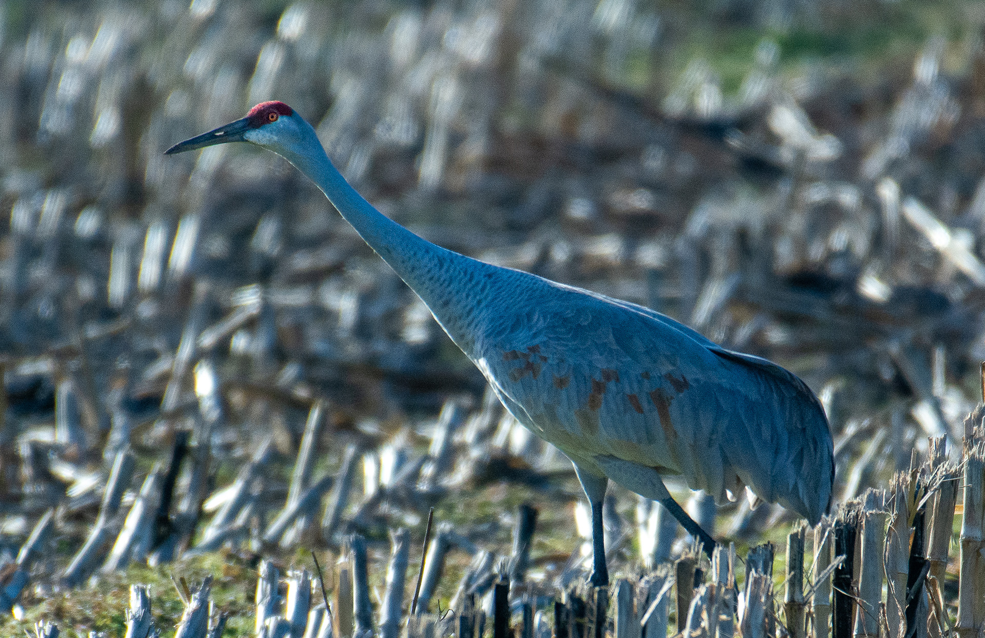 Again, another photo of our friendly neighborhood Sandhill Crane family