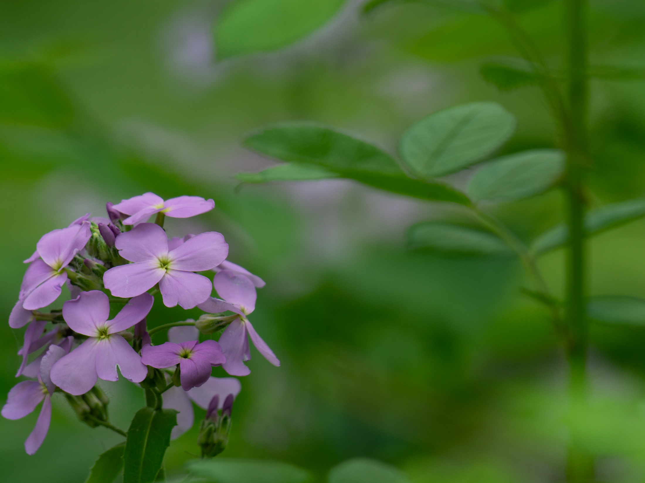 A Spring Wildflower, at the Hidden Marsh Wildlife Preserve