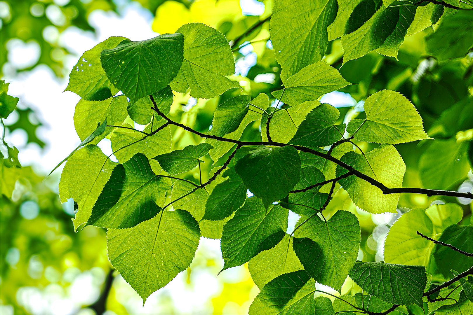 Out on a Limb