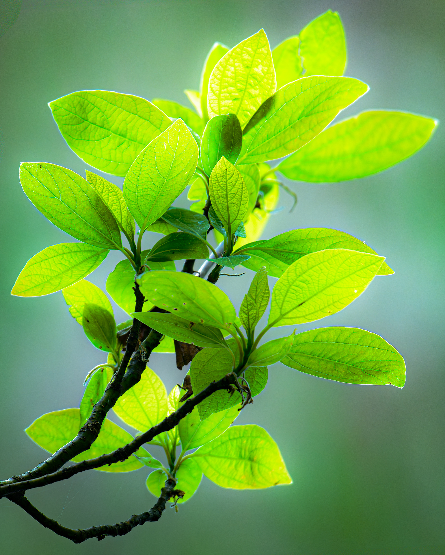 Foliage of the Sassafras Tree, at Hidden Marsh Wildlife Preserve, Three Rivers, Michigan.