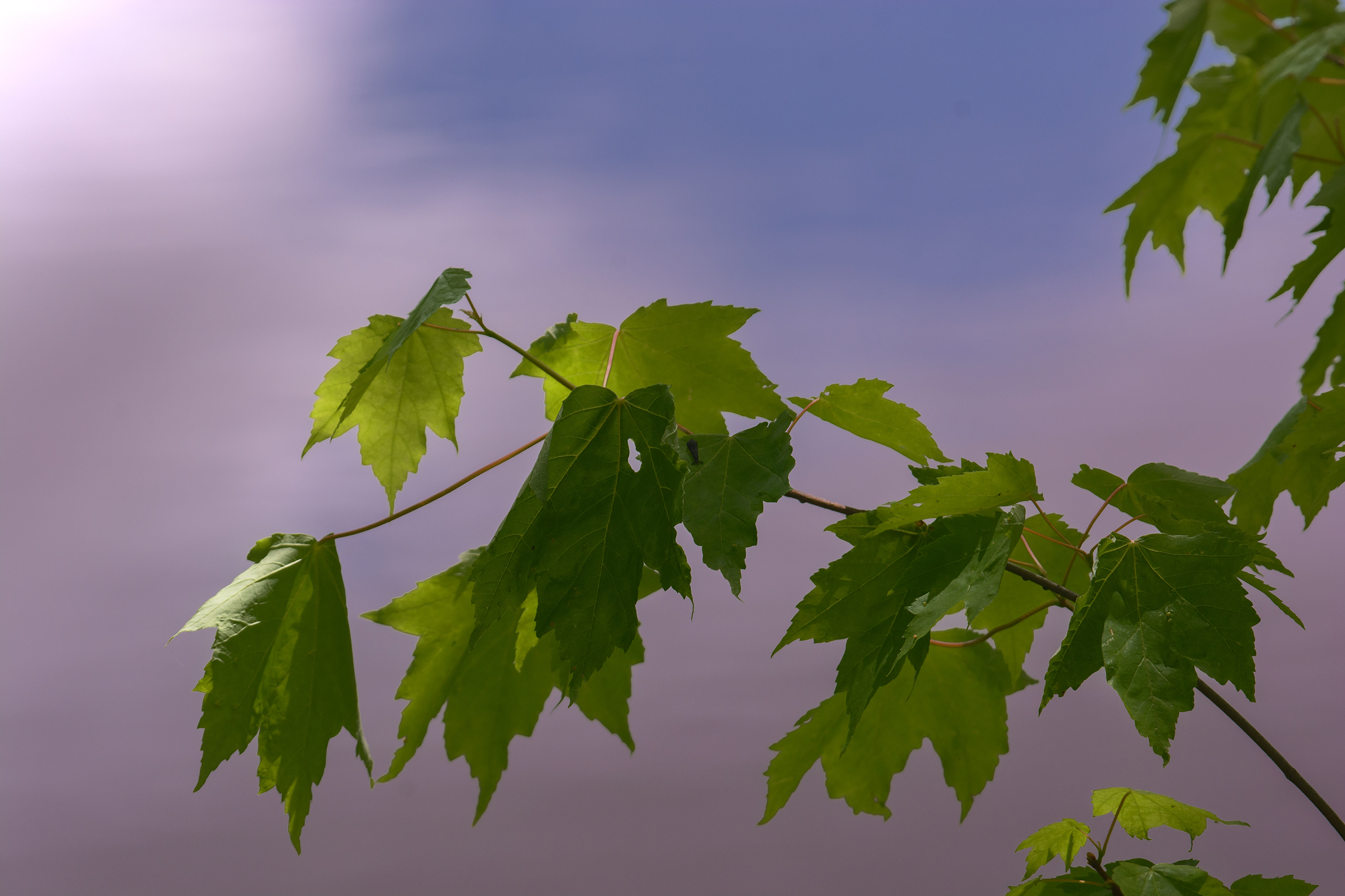 Maple trees skirting the edge of the water, at Hidden Marsh Wildlife Preserve