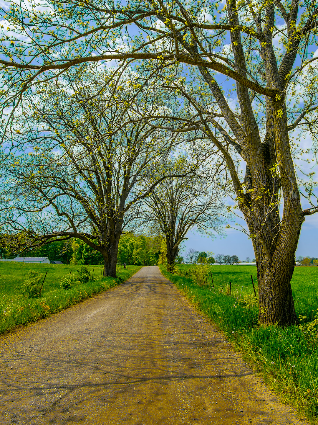 Springtime, on a rural back road in LaGrange County, Indiana.