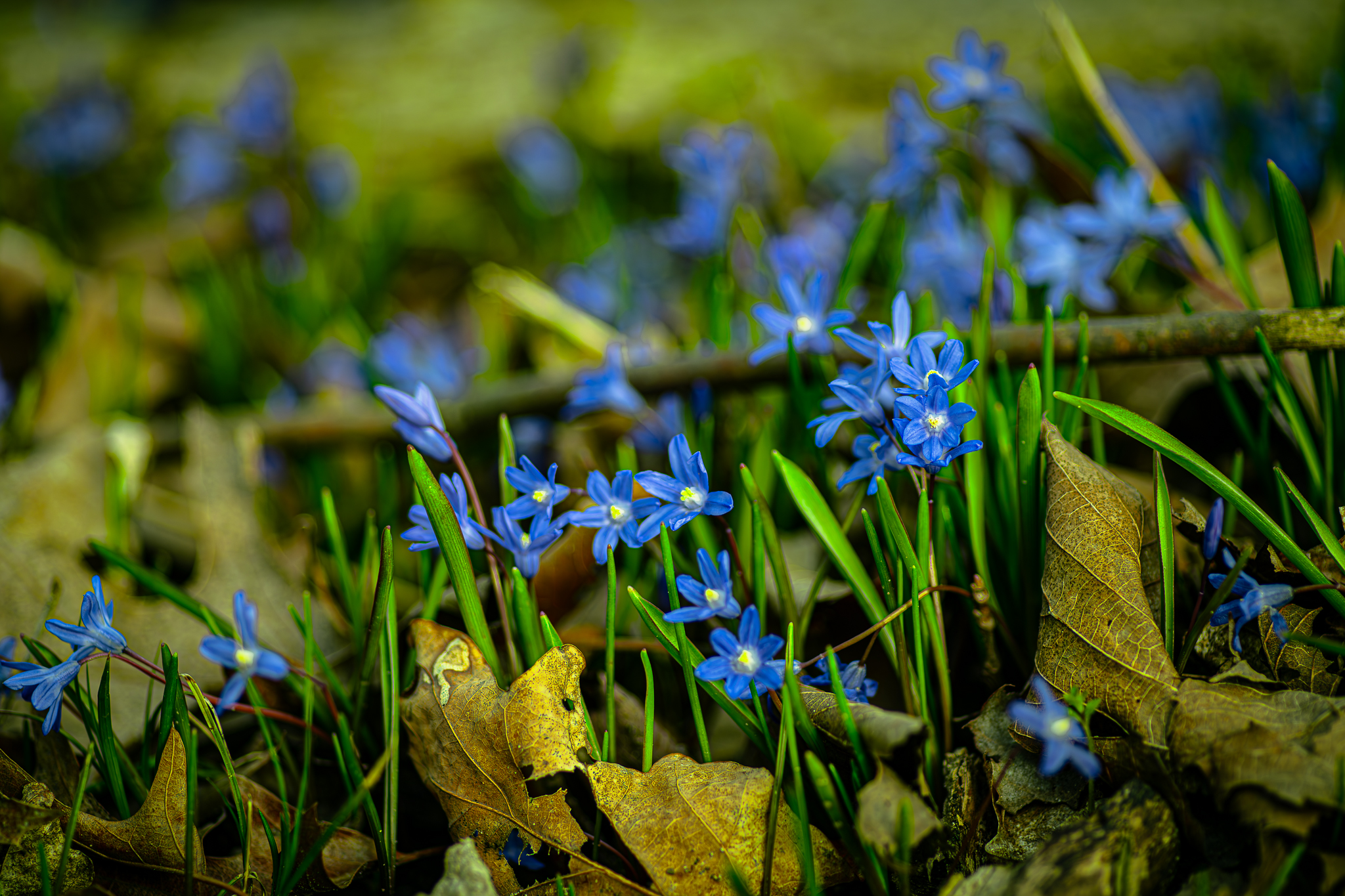 The tiny blue Scylles flowers, taken in southern Michigan