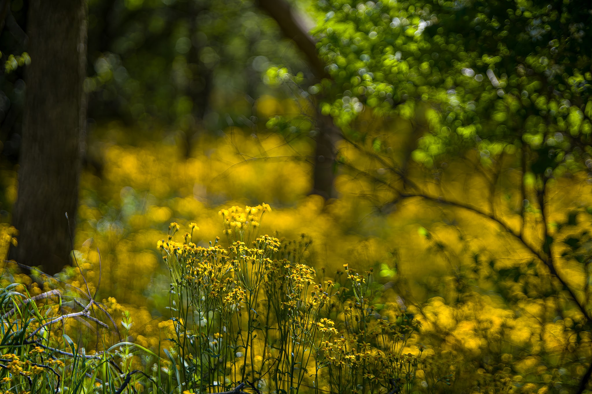 The Golden flowers of the Lasthenia plant
