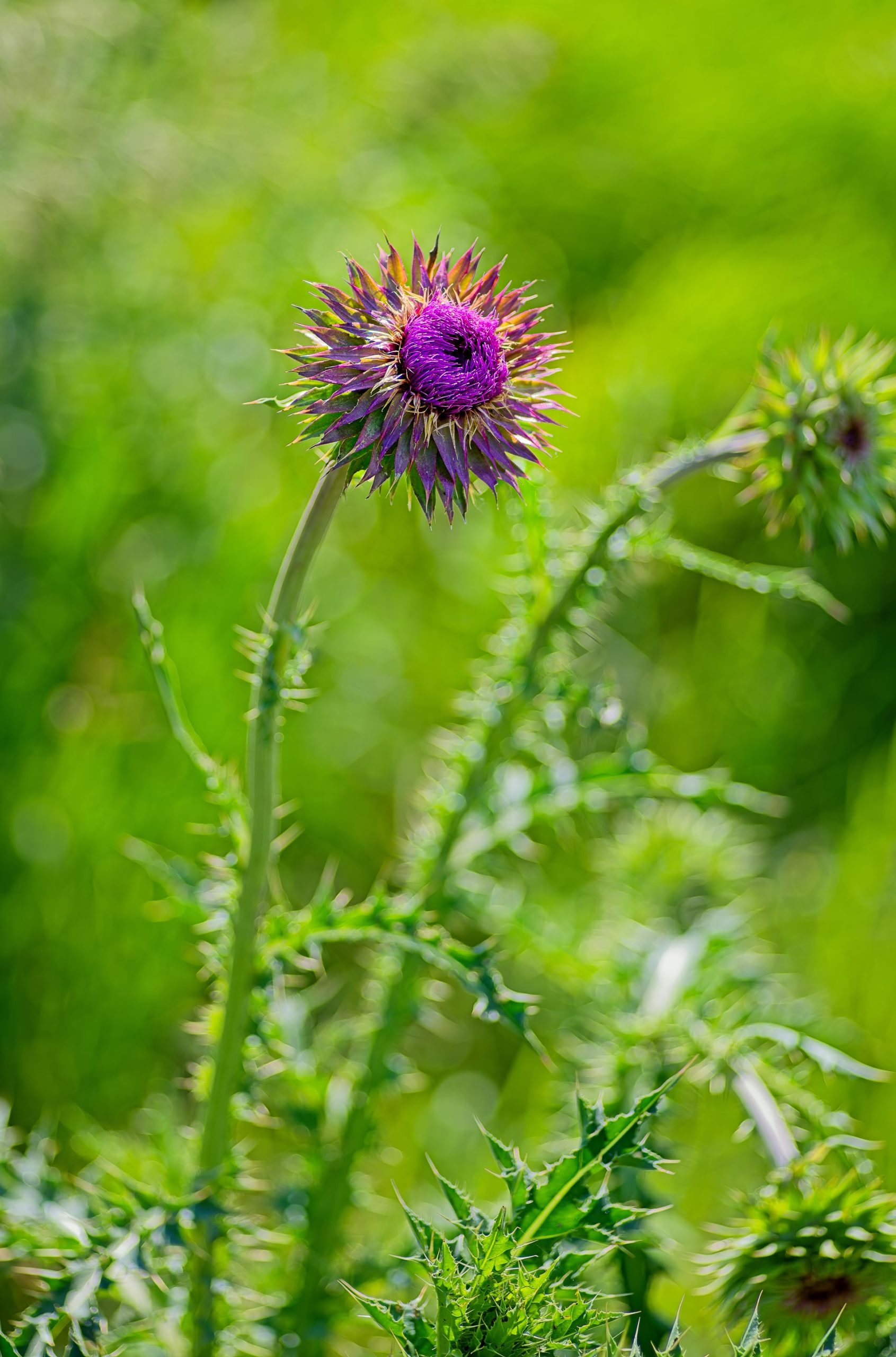 Flowering Thistles
