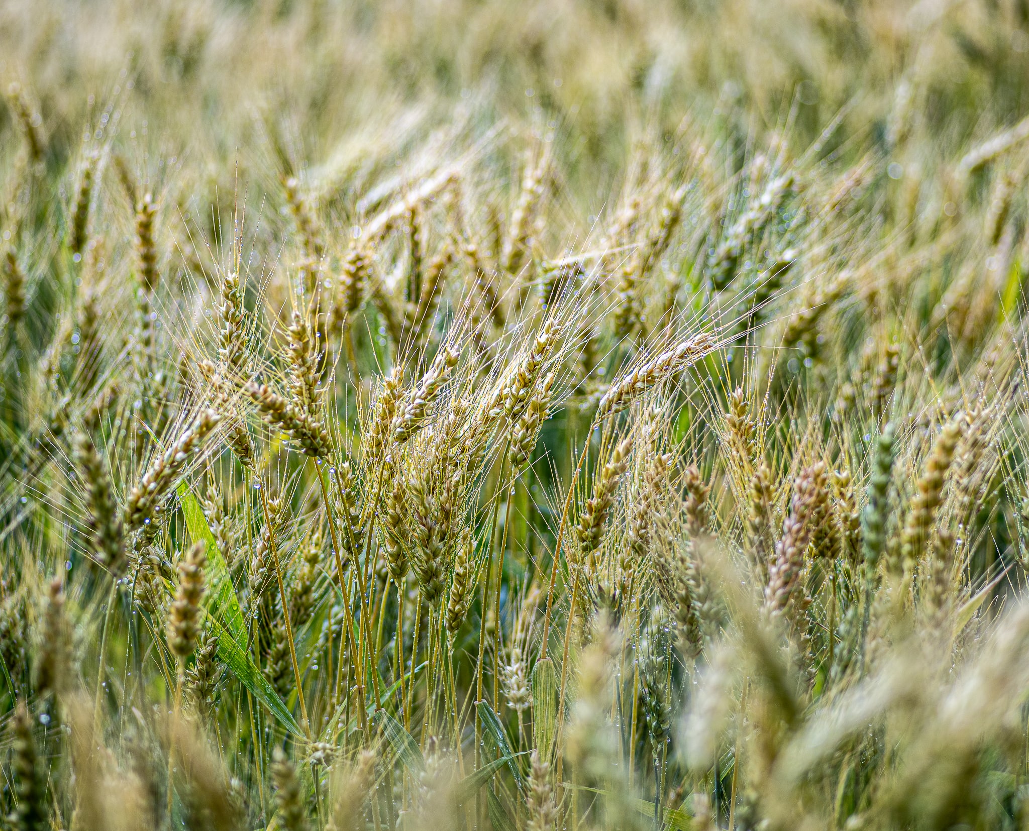 Wheat field after a summer shower