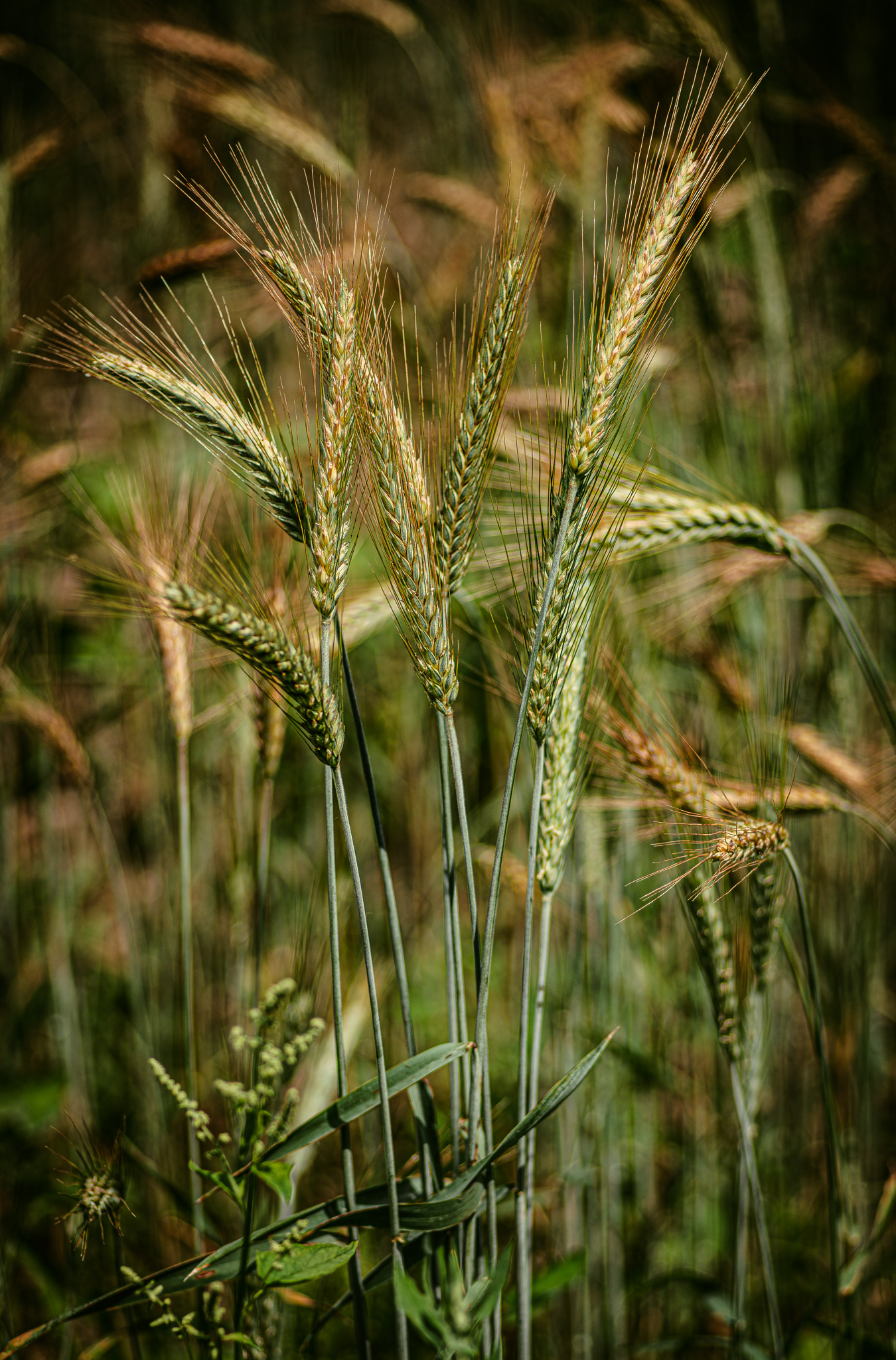 Wheat stalks down a country road in Michigan
