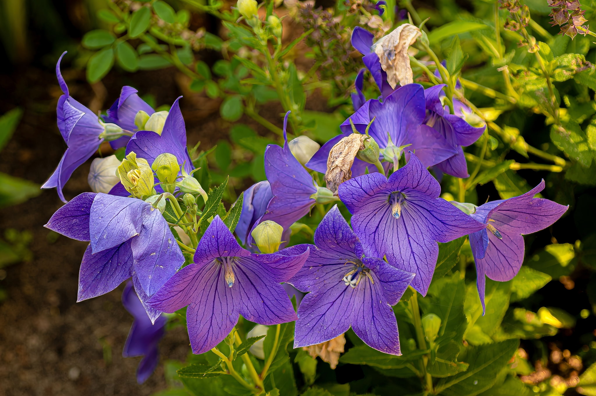 Campanula Bellflowers