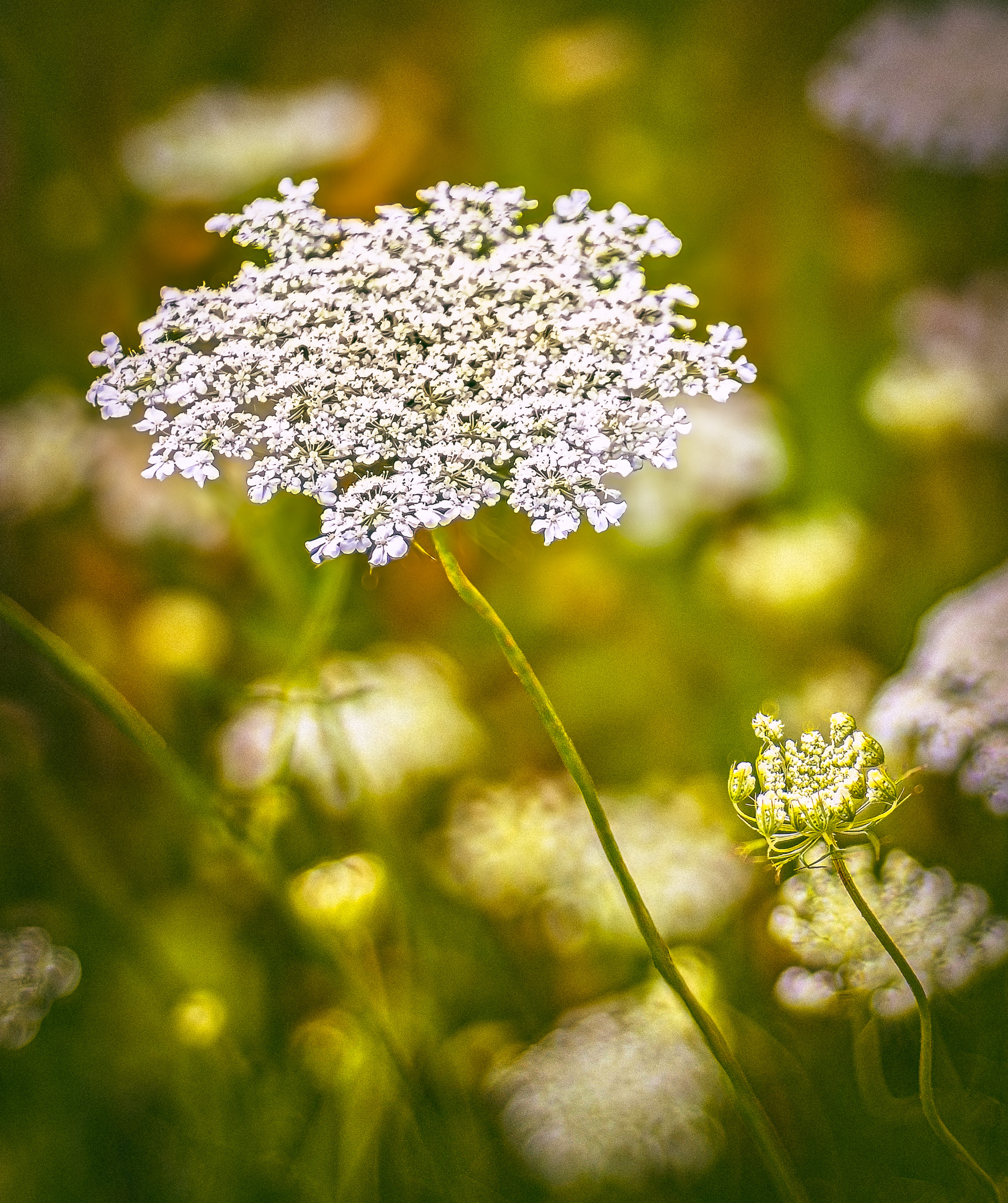 Queen Anne’s Lace
