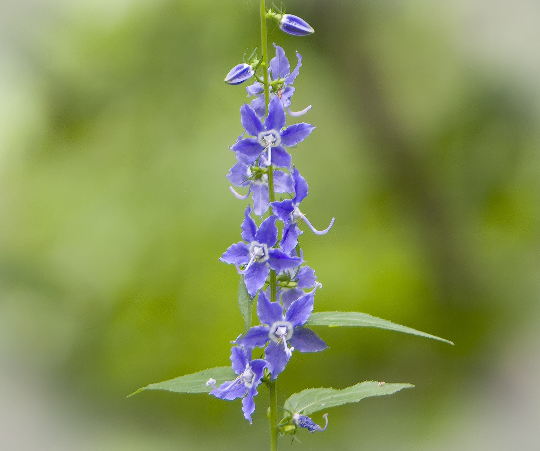 Tall Bellflowers, somewhere near Three Rivers MI