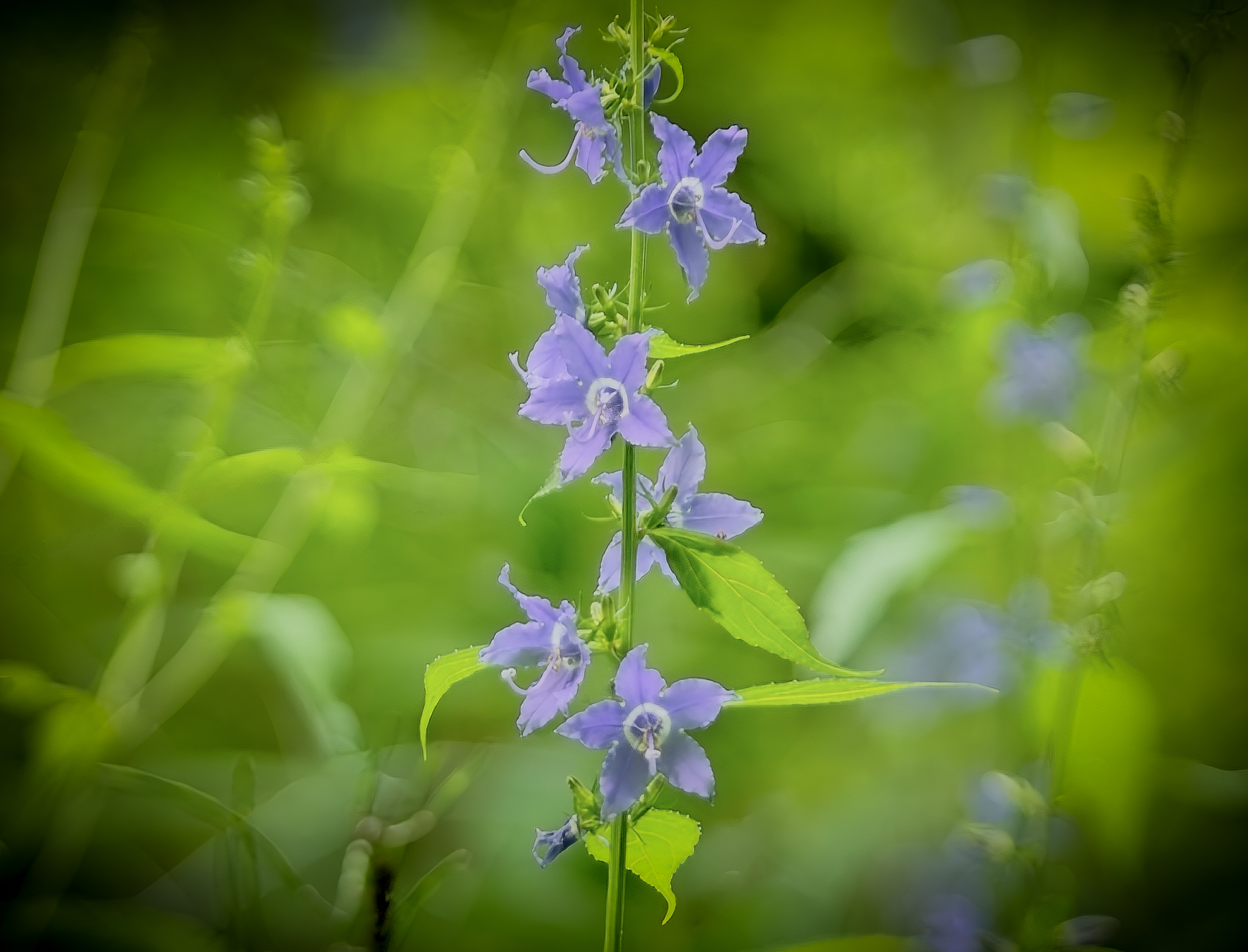 Campanulastrum americanum (Tall Bellflower) West of Three Rivers MI