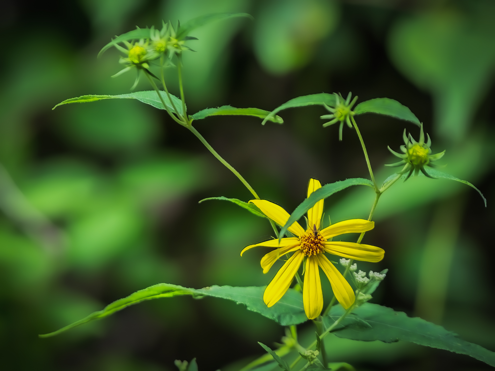 Gravelweed (Verbesina helianthoides) taken near Three Rivers, MI