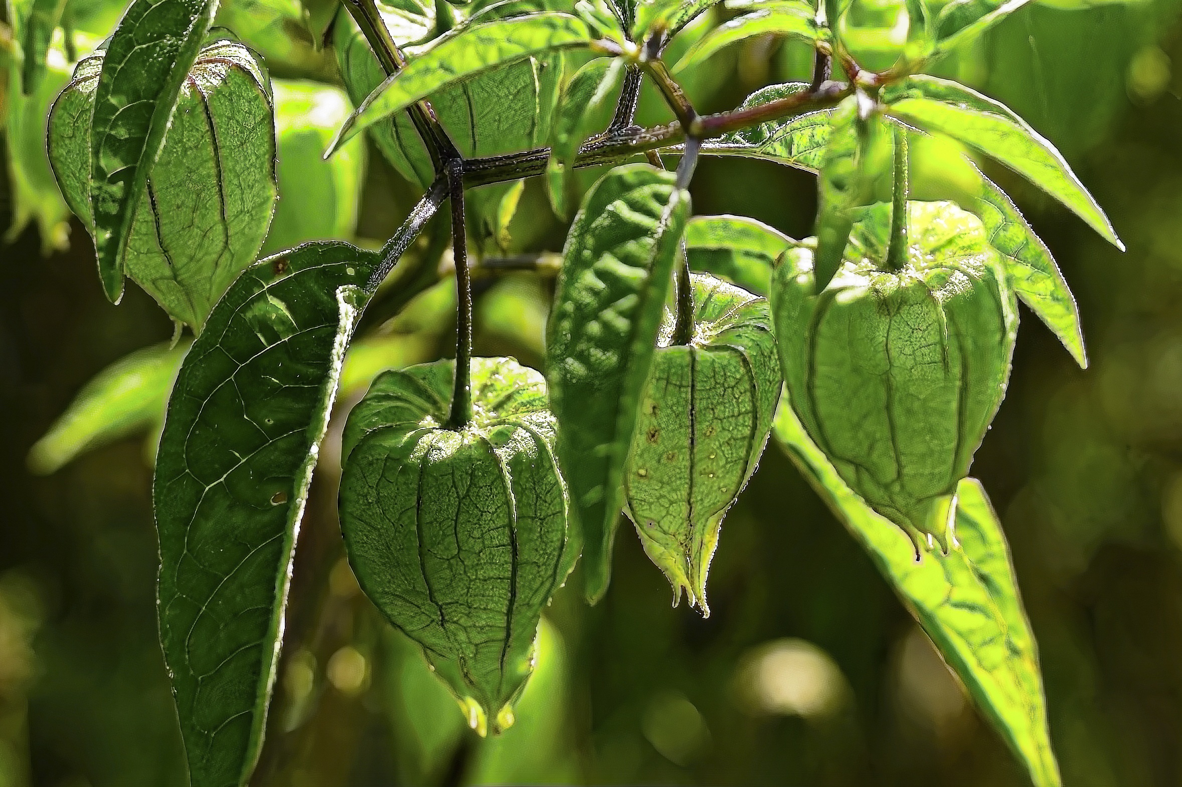 Ground Cherries, Cape gooseberry (Physalis peruviana)