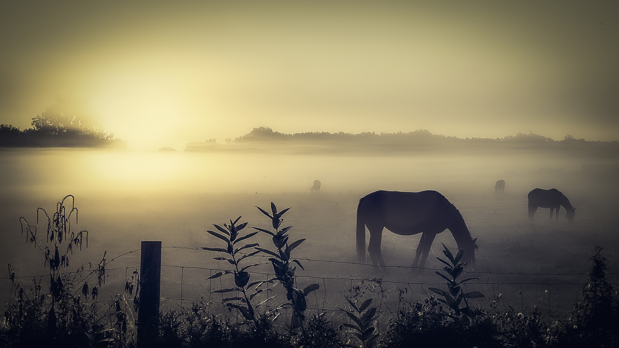 Through the fog, an Amish farm at sunrise in rural LaGrange County, Indiana