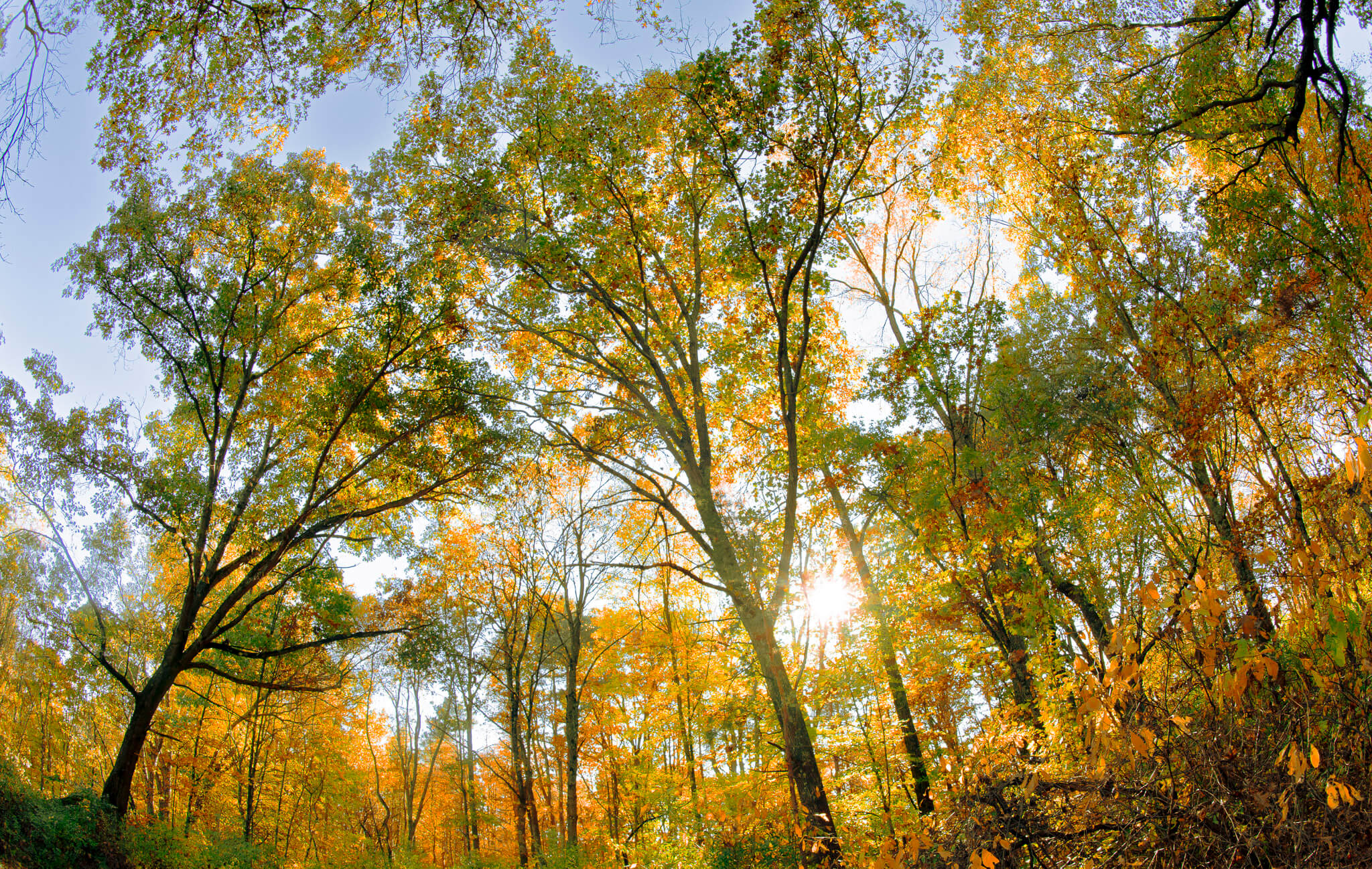 More autumn foliage on the backroads of Saint Joseph, MI