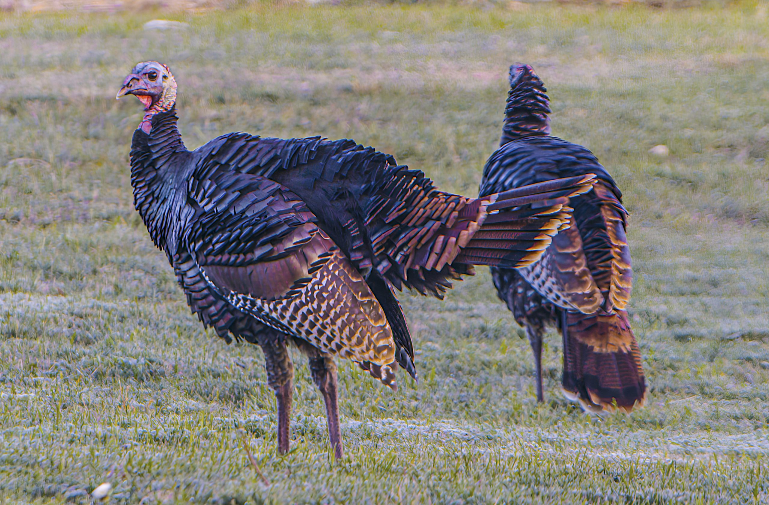 Are these wild turkeys ready for Thanksgiving?