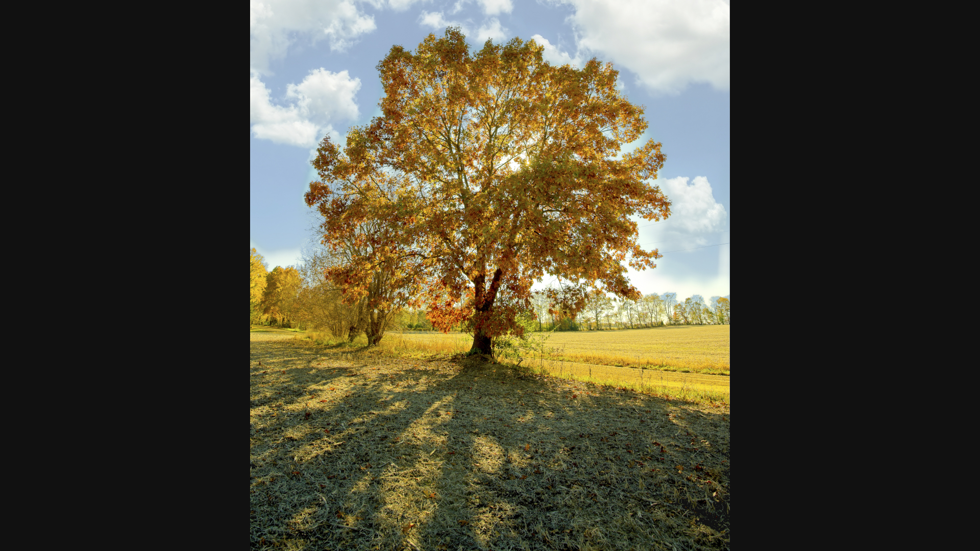 Shot November 2025, a lone oak on a back road in Saint Joseph, MI